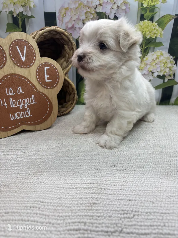 May’s male – Maltese puppy for sale in Jacksonville, TX