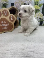 May’s male, a male Maltese for sale in Jacksonville, TX – 1 of 3