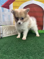 Dollys Parti male (silver), a male Pomeranian for sale in Jacksonville, TX – 2 of 9