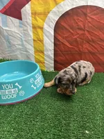 Cher’s male, a male Miniature Dachshund for sale in Jacksonville, TX – 2 of 2