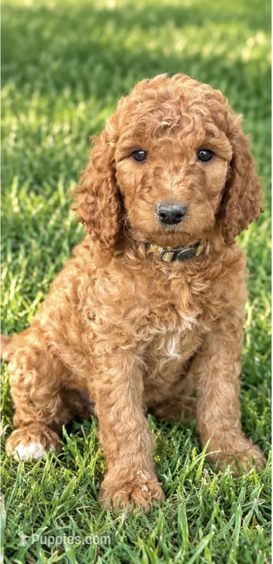 Maya's girl (yellow) – Poodle - Standard  puppy for sale in Jacksonville, TX