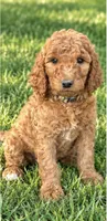 Maya's girl (yellow), a female Poodle - Standard  for sale in Jacksonville, TX – 1 of 1