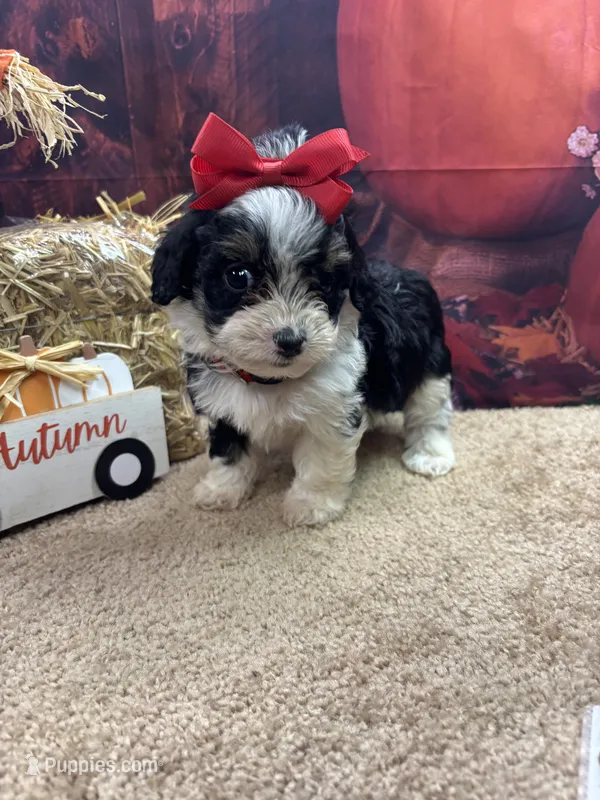 Bluie's girl (red) – Miniature Aussiedoodle puppy for sale in Jacksonville, TX