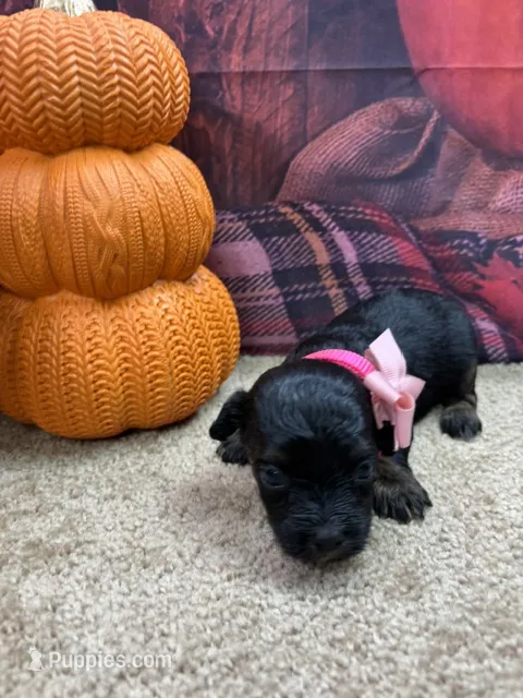 Bluie's girl (pink) – Miniature Aussiedoodle puppy for sale in Jacksonville, TX