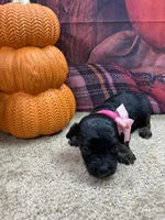 Bluie's girl (pink), a female Miniature Aussiedoodle for sale in Jacksonville, TX – 1 of 1