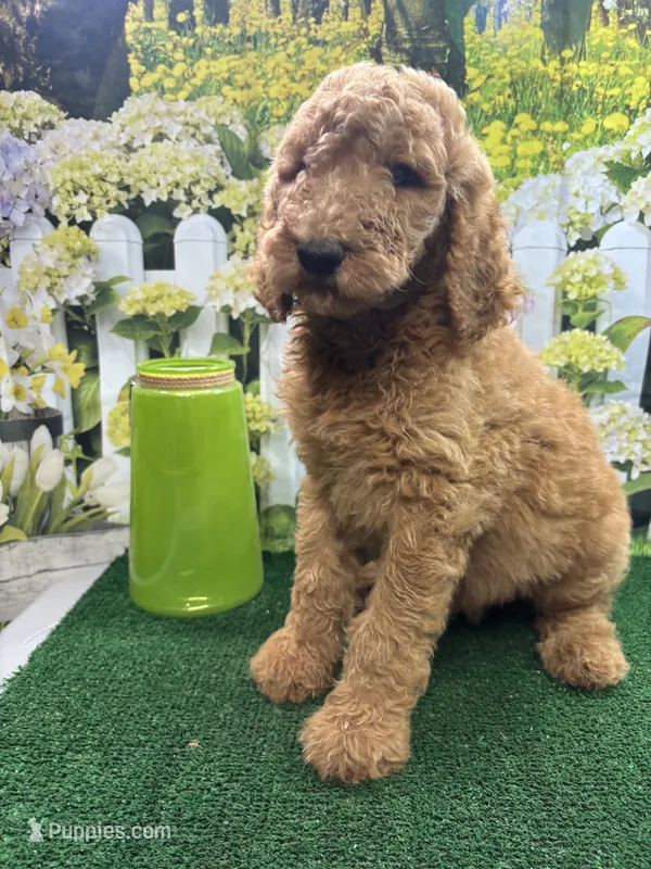 Harper's girl – Poodle - Standard  puppy for sale in Jacksonville, TX