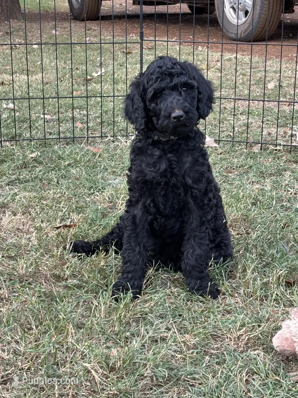 Maya's girl (green) – Poodle - Standard  puppy for sale in Jacksonville, TX