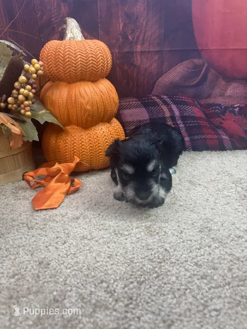 River's boy (orange) – Miniature Schnauzer puppy for sale in Jacksonville, TX