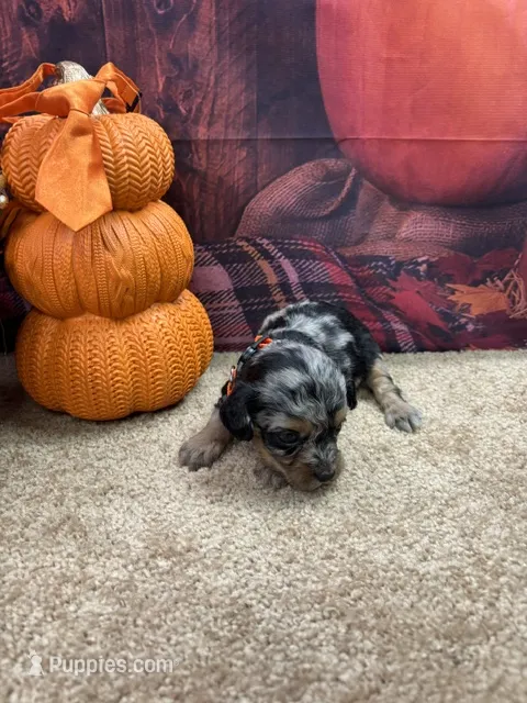 Bluie's boy (orange) – Miniature Aussiedoodle puppy for sale in Jacksonville, TX