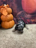 Bluie's boy (orange), a male Miniature Aussiedoodle for sale in Jacksonville, TX – 1 of 1