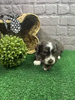Dawn's male (black), a male Miniature Aussiedoodle for sale in Jacksonville, TX – 2 of 2