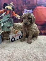 Maya's girl (purple), a female Poodle - Standard  for sale in Jacksonville, TX – 2 of 2