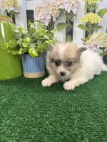 Dollys Parti male (blue), a male Pomeranian for sale in Jacksonville, TX – 7 of 7