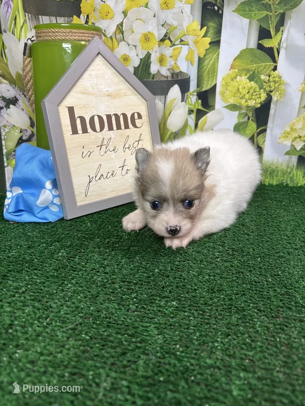 Dollys Parti male – Pomeranian puppy for sale in Jacksonville, TX