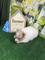 Dollys Parti male (blue), a male Pomeranian for sale in Jacksonville, TX – 4 of 7