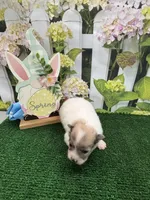 Dollys Parti male, a male Pomeranian for sale in Jacksonville, TX – Photo 1 of 2