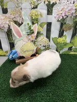 Dollys Parti male, a male Pomeranian for sale in Jacksonville, TX – Photo 2 of 2