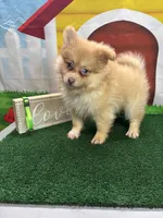 Dollys male (green), a male Pomeranian for sale in Jacksonville, TX – 1 of 7