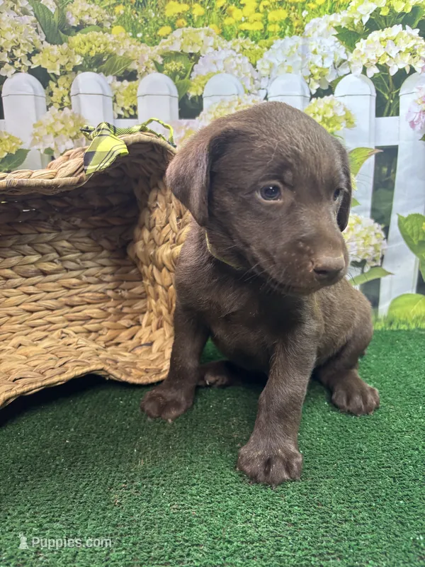 Puddin male (green) – Labrador Retriever puppy for sale in Jacksonville, TX