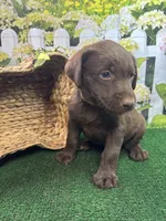 Puddin male (green), a male Labrador Retriever for sale in Jacksonville, TX – 1 of 1