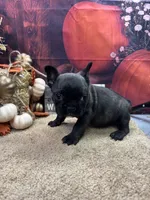 Cami's male (Black) AKC, a male French Bulldog for sale in Jacksonville, TX – 2 of 5