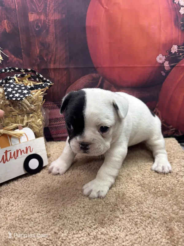 Cami's male – French Bulldog puppy for sale in Jacksonville, TX