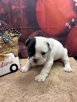 Cami's male, a male French Bulldog for sale in Jacksonville, TX – 1 of 2