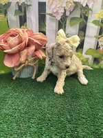 Anna's girl (white), a female Poochon for sale in Jacksonville, TX – 2 of 2