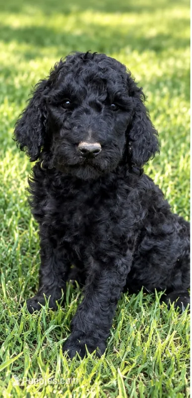 Maya's girl (green) – Poodle - Standard  puppy for sale in Jacksonville, TX