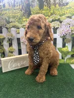 Little Ann's male (black), a male Poodle - Standard  for sale in Jacksonville, TX – Photo 2 of 2