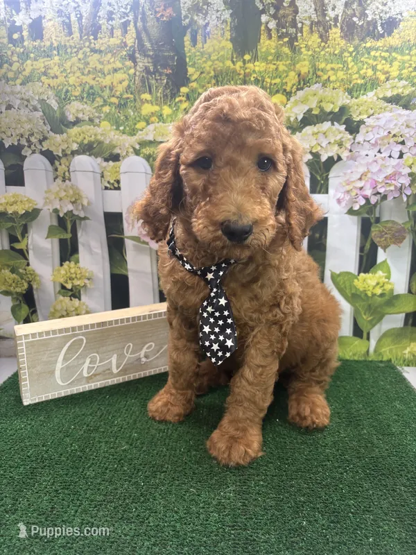 Little Ann's male (black) – Poodle - Standard  puppy for sale in Jacksonville, TX