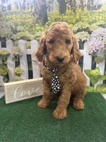 Little Ann's male (black), a male Poodle - Standard  for sale in Jacksonville, TX – Photo 1 of 2