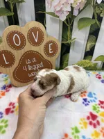 Bambi's male (parti), a male Poodle - Miniature  for sale in Jacksonville, TX – 1 of 1