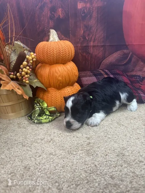 River's boy (green) – Miniature Schnauzer puppy for sale in Jacksonville, TX