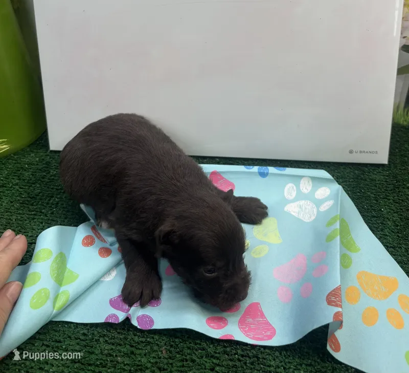 Darla's male – Miniature Schnauzer puppy for sale in Jacksonville, TX