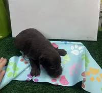 Darla's male, a male Miniature Schnauzer for sale in Jacksonville, TX – 1 of 2