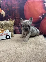 Nala's girl, a female French Bulldog for sale in Jacksonville, TX – 1 of 4