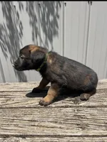 Sandy’s male (green), a male Belgian Malinois and Golden Retriever for sale in Jacksonville, TX – Photo 2 of 2