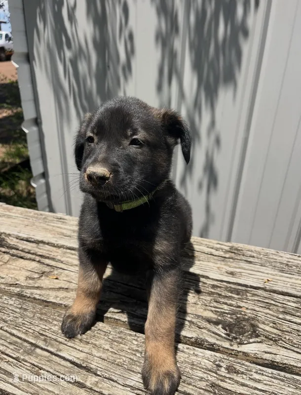 Sandy’s male (green) – Belgian Malinois, Golden Retriever puppy for sale in Jacksonville, TX