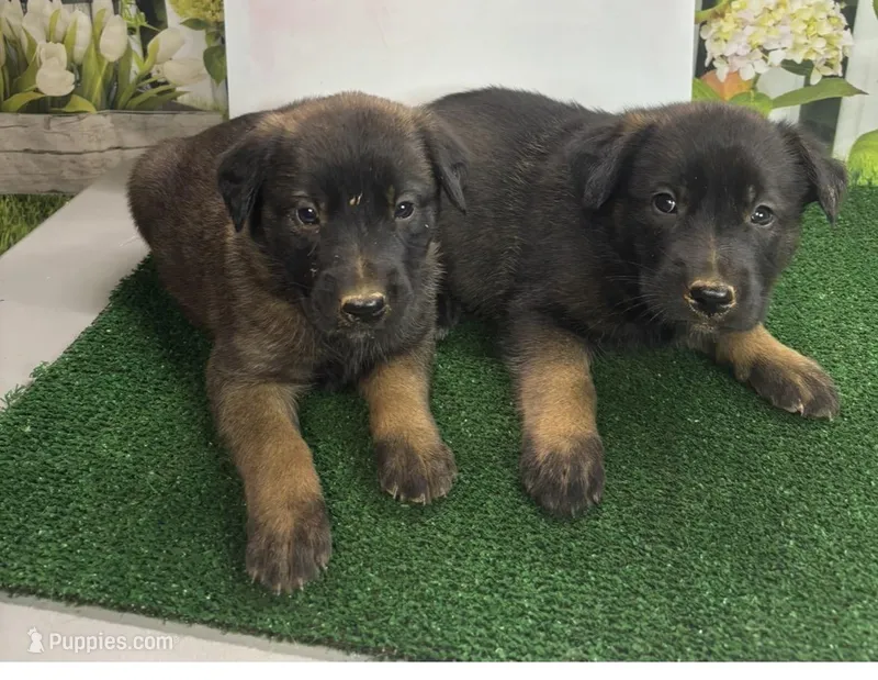 Sandy’s boys – Belgian Malinois, Golden Retriever puppy for sale in Jacksonville, TX