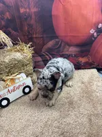 Nala's girl, a female French Bulldog for sale in Jacksonville, TX – 4 of 6