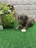 Dawn's girl (red), a female Miniature Aussiedoodle for sale in Jacksonville, TX – 2 of 2