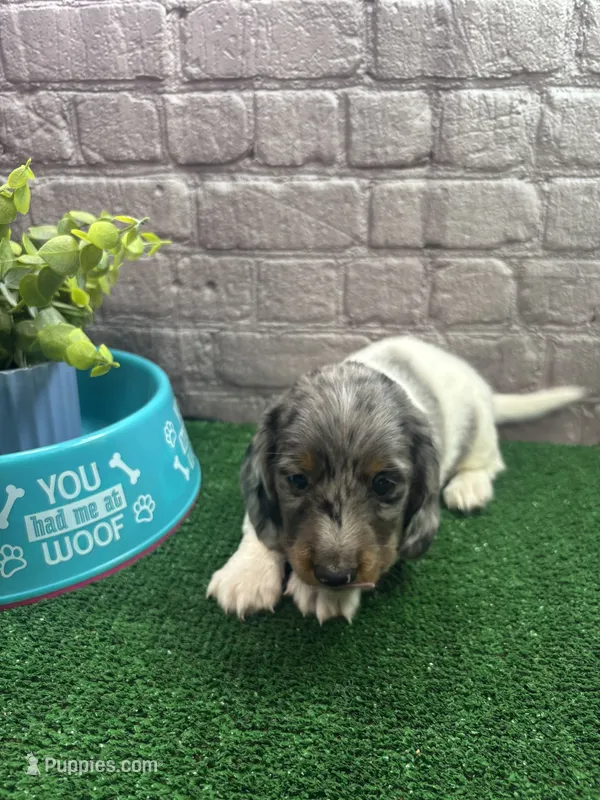 Tallulah's male – Miniature Dachshund puppy for sale in Jacksonville, TX