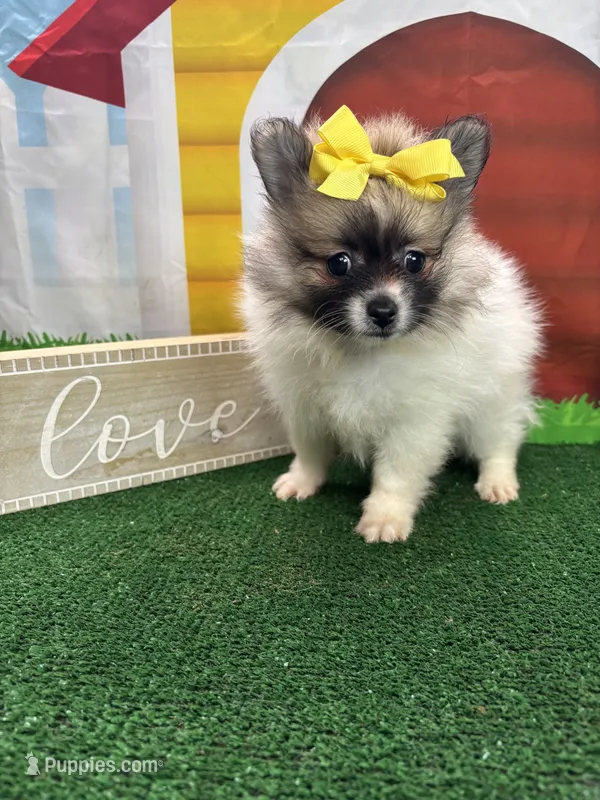 Dollys girl (yellow), a female Pomeranian for sale in Jacksonville, TX – 1 of 7