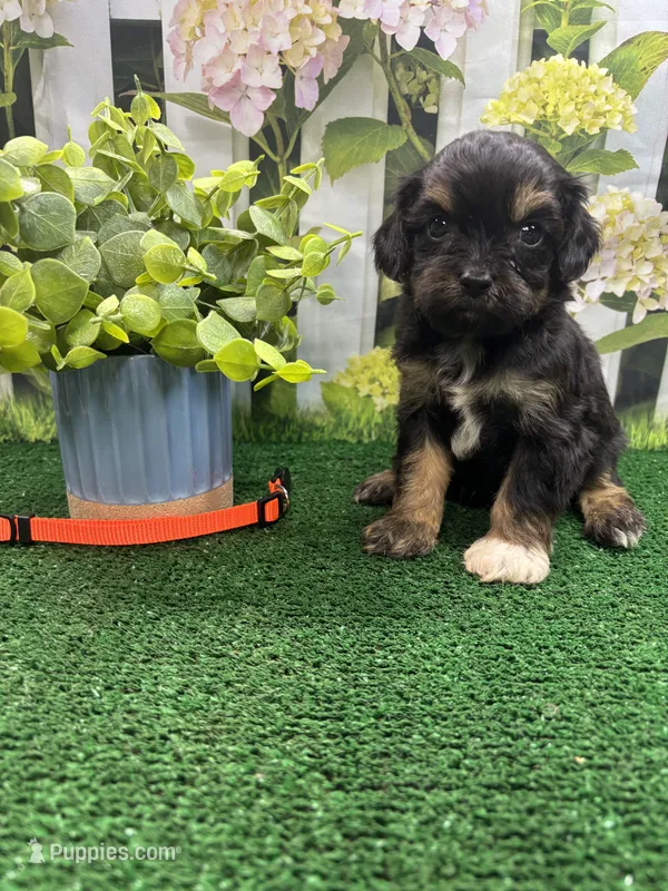 Jessey’s male (orange) – Cavapoo puppy for sale in Jacksonville, TX