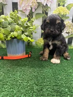 Jessey’s male (orange), a female Cavapoo for sale in Jacksonville, TX – 1 of 2