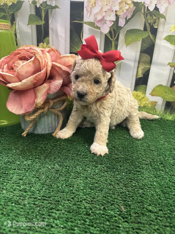 Anna's girl (red) – Poochon puppy for sale in Jacksonville, TX