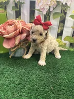 Anna's girl (red), a female Poochon for sale in Jacksonville, TX – 1 of 2