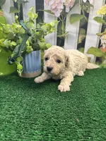 Anna's male (green), a male Poochon for sale in Jacksonville, TX – 2 of 2