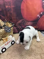 Cami's male, a male French Bulldog for sale in Jacksonville, TX – 2 of 2